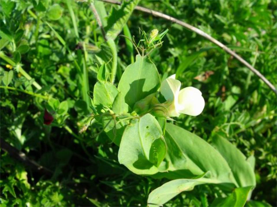 Lathyrus ochrus